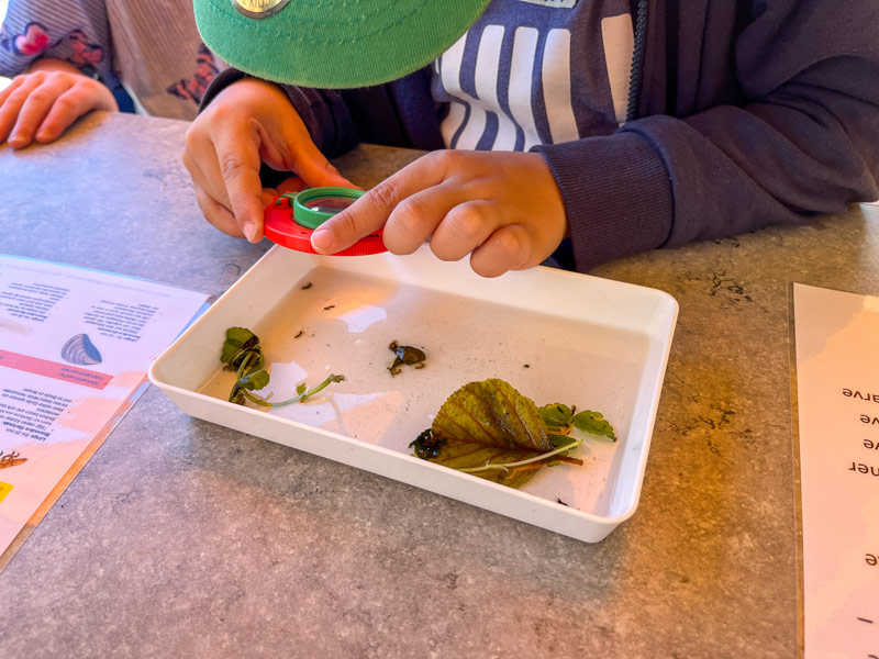 Kinderhände, die eine Lupe über ein weißes Tablett mit Blättern und kleinen Abfällen auf einer grauen Fläche halten, mit Lehrmaterial im Hintergrund.