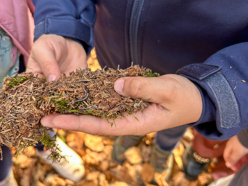 Hände halten ein Stück Rinde mit Moos und einem kleinen Tausendfüßler darauf.