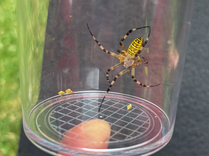 Spinne mit gelb-schwarzem gestreiftem Hinterleib in einem durchsichtigen Plastikbehälter.