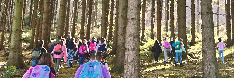 Waldausflug der Koala- und Robbenklasse